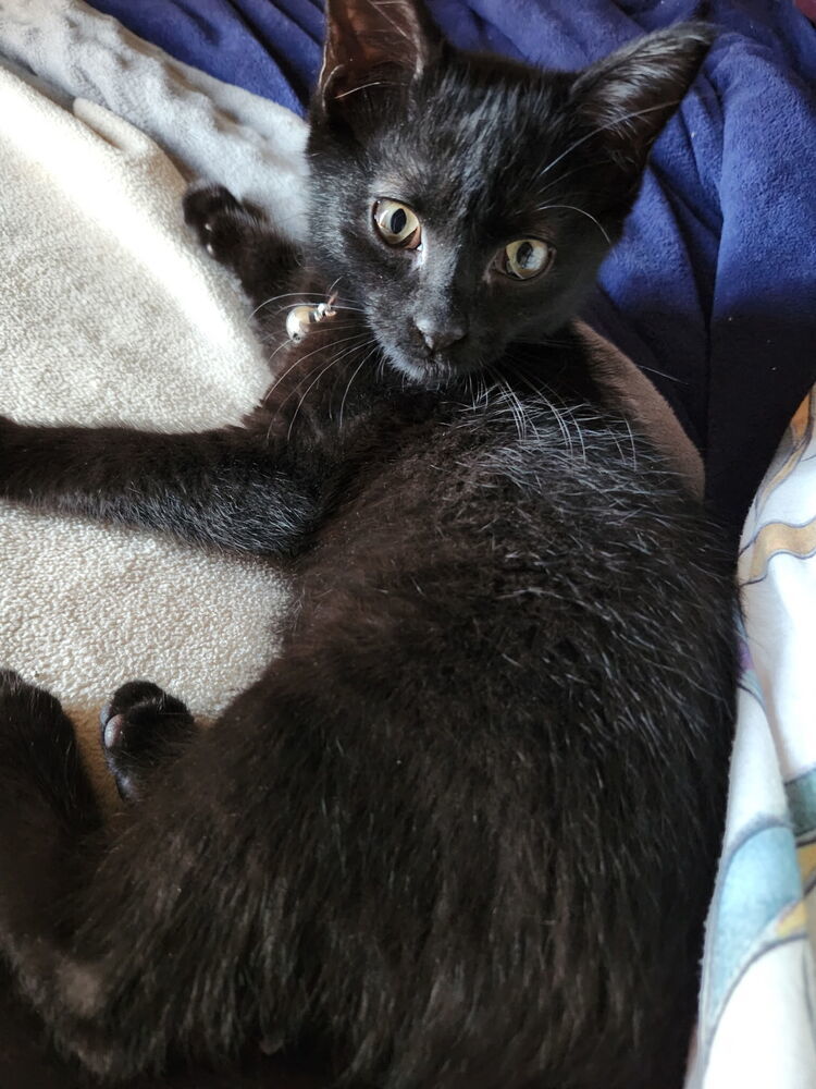 GUS
