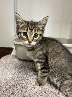 Pygmy, Baby Female Domestic Short Hair