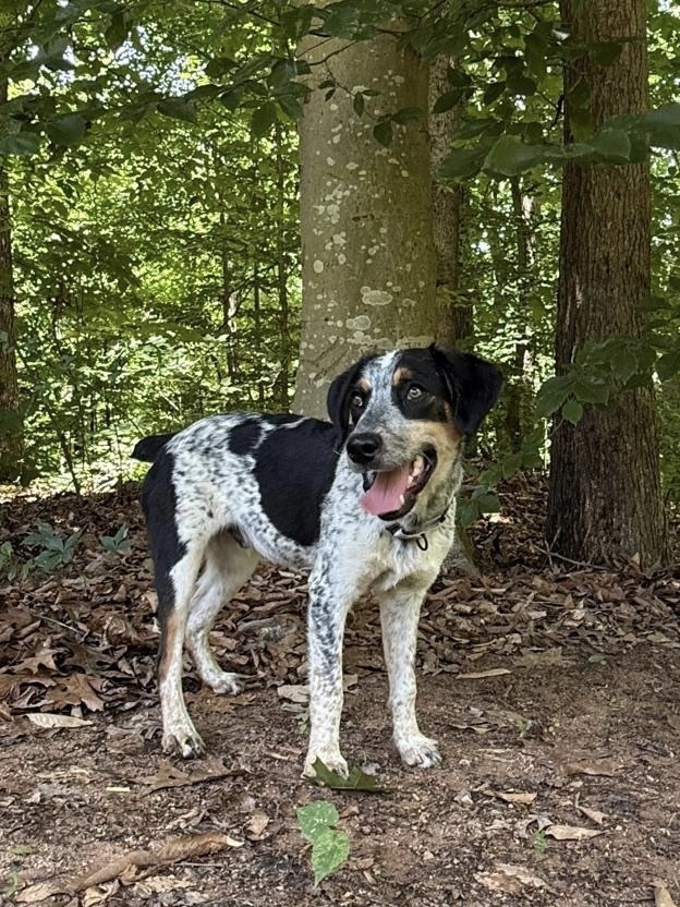 Axle
