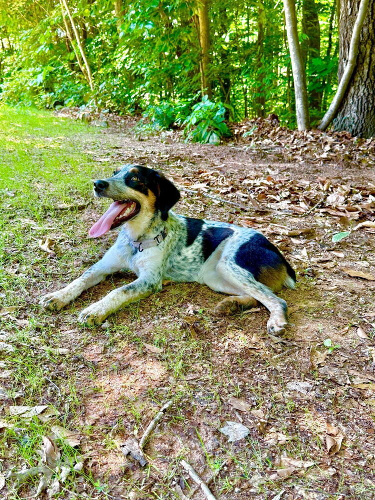 Axle
