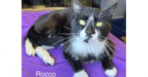 ROCCO
