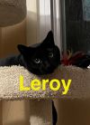LEROY photo 2