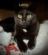 LEROY photo 4