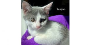 Teagan