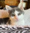 Teagan photo 5
