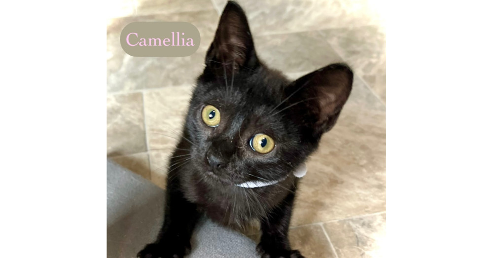 Camellia