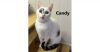 CANDY photo 1