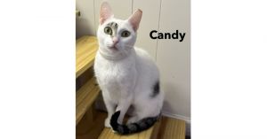 CANDY