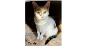 CANDY