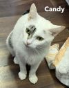 CANDY photo 2