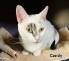 CANDY photo 2