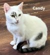 CANDY photo 3