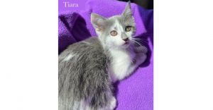 Tiara, Baby Female Domestic Short Hair