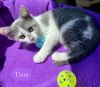 Tiara photo 3