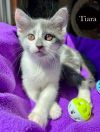 Tiara photo 4