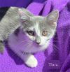 Tiara photo 5