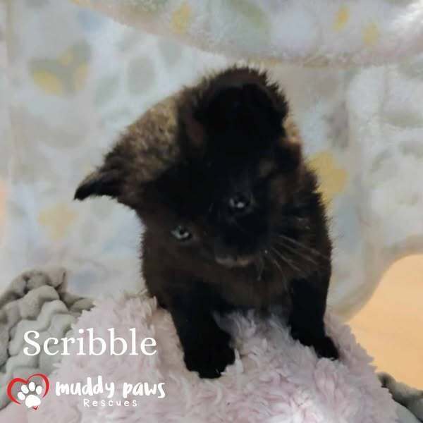 Etch-a-Sketch Litter: Scribble