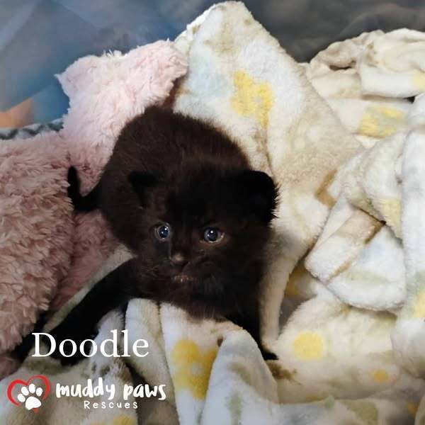 Etch-a-Sketch Litter: Doodle