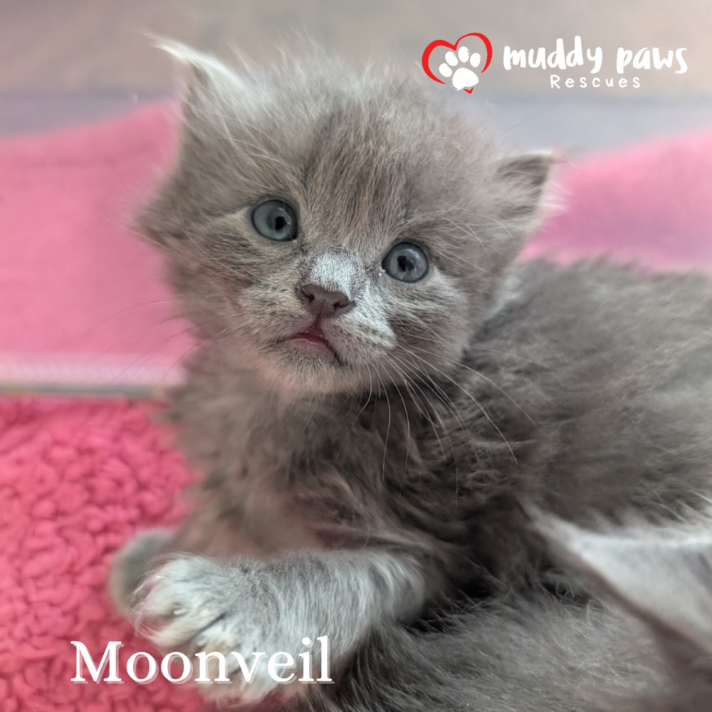 Claws of Ashforge: Moonveil - Adoption Pending