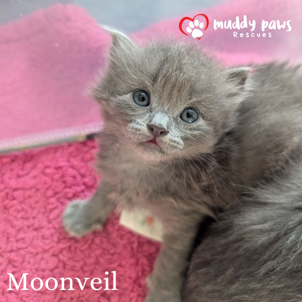 Claws of Ashforge: Moonveil - Adoption Pending