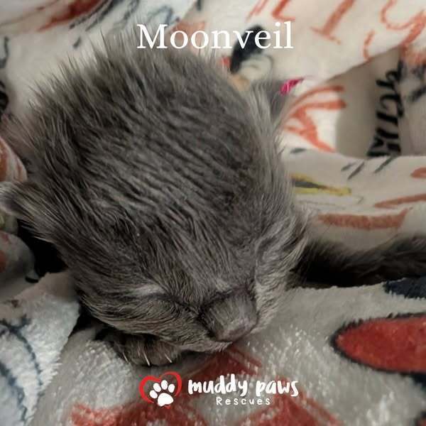 Claws of Ashforge: Moonveil - Adoption Pending