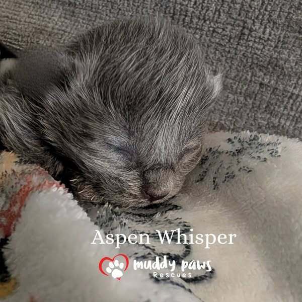 Claws of Ashforge: Aspen Whisper