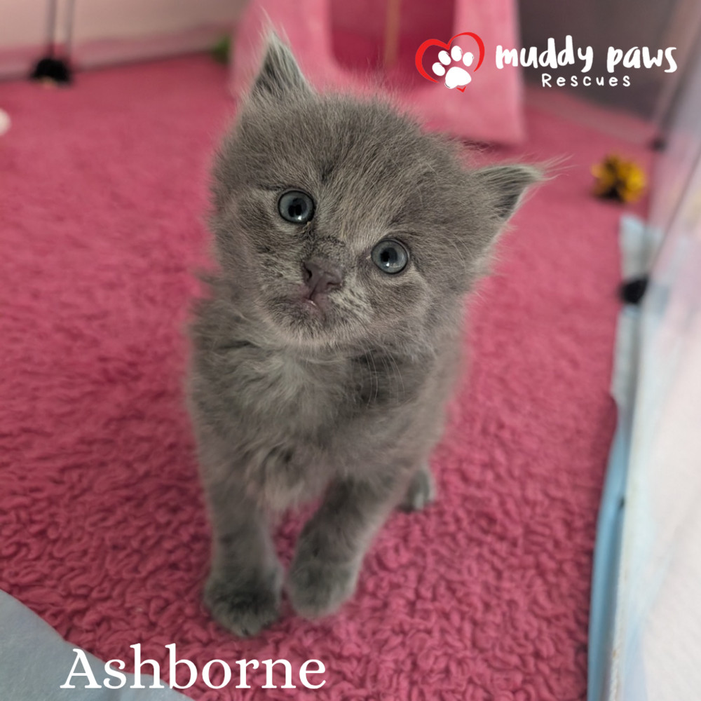 Claws of Ashforge: Ashborne