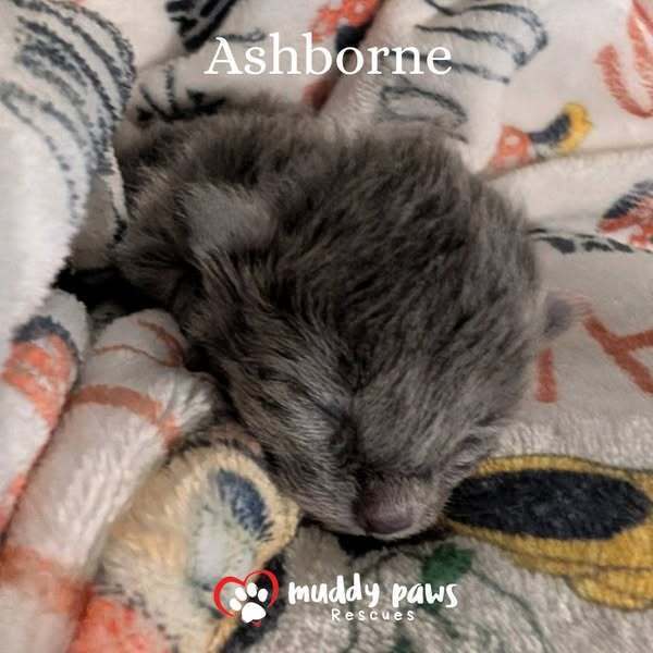 Claws of Ashforge: Ashborne
