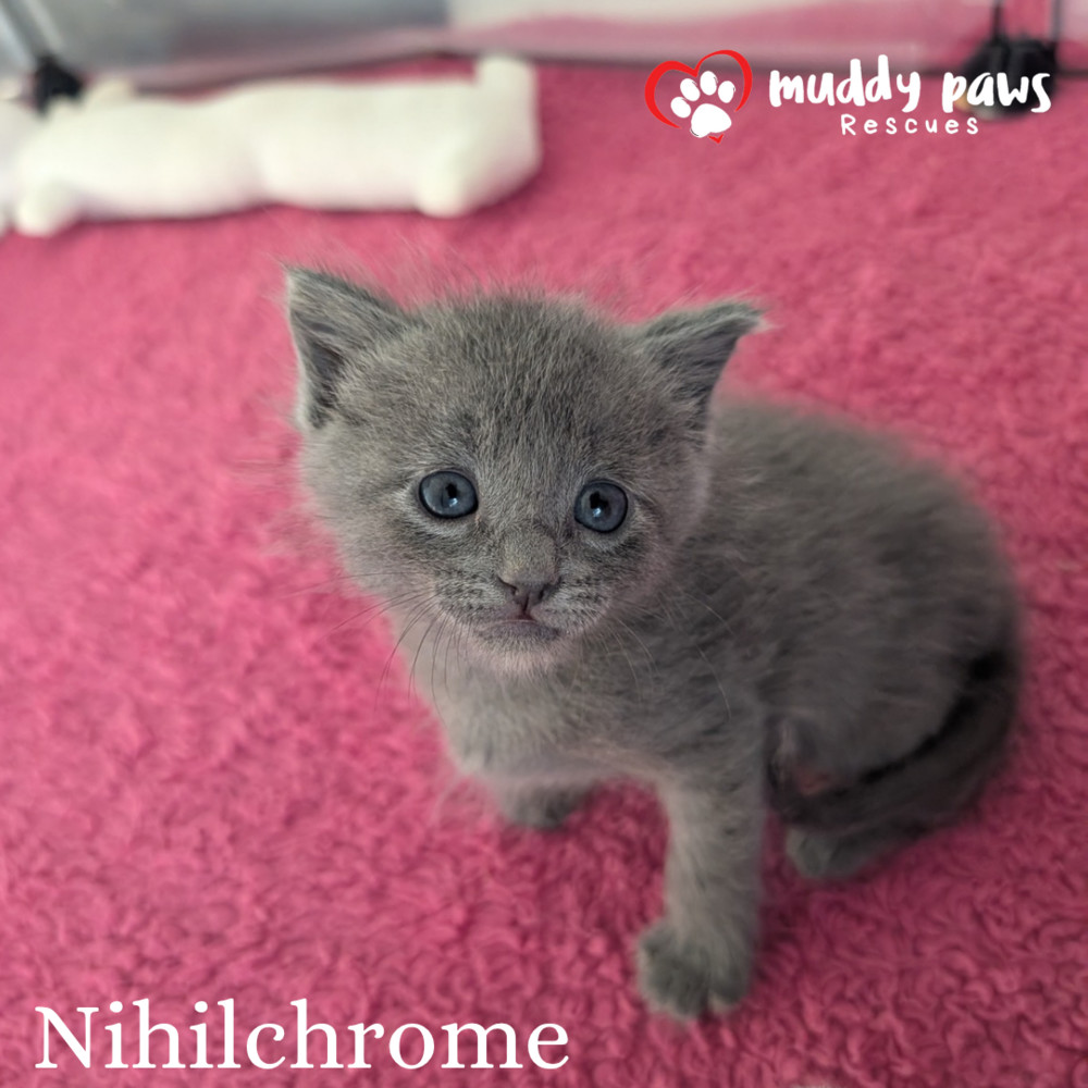 Claws of Ashforge: Nihilchrome