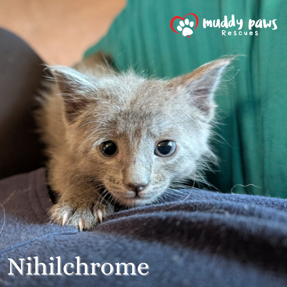 Claws of Ashforge: Nihilchrome
