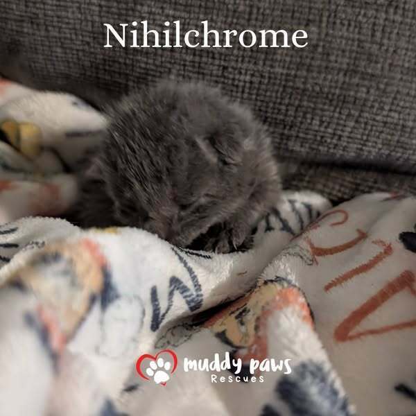 Claws of Ashforge: Nihilchrome