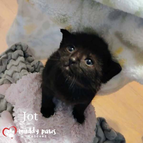Etch-a-Sketch Litter: Jot