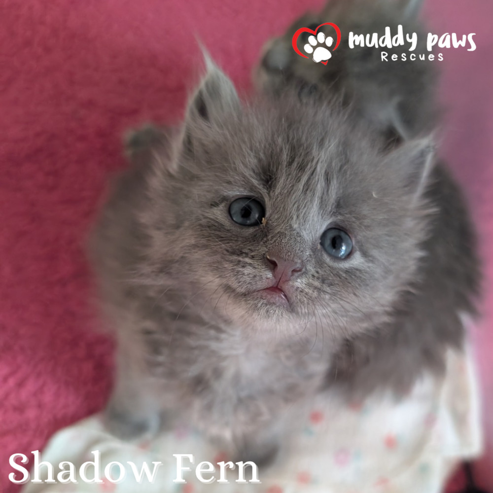 Claws of Ashforge: Shadow Fern