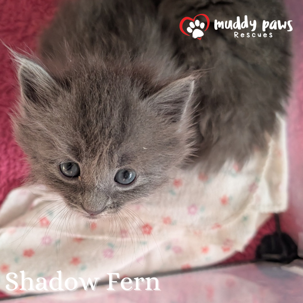 Claws of Ashforge: Shadow Fern