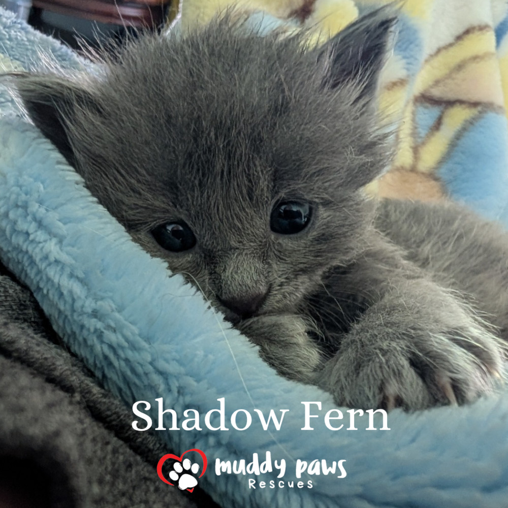 Claws of Ashforge: Shadow Fern