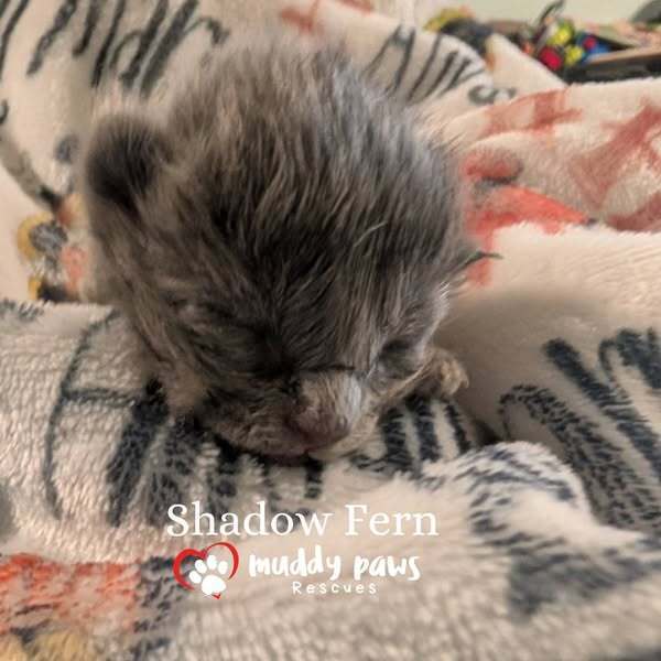 Claws of Ashforge: Shadow Fern