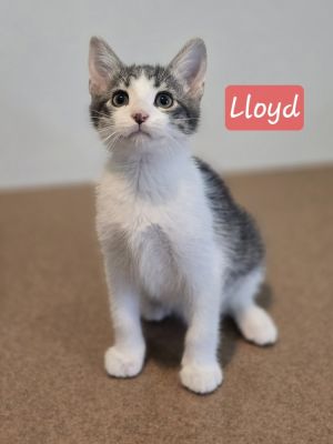 Lloyd, Baby Male Domestic Short Hair