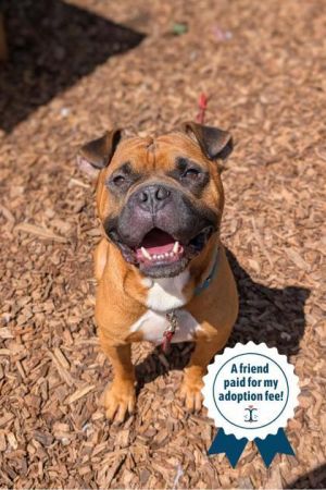 Carolus, Adult Male Mixed Breed