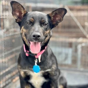 Jolly, Young Female Black Mouth Cur