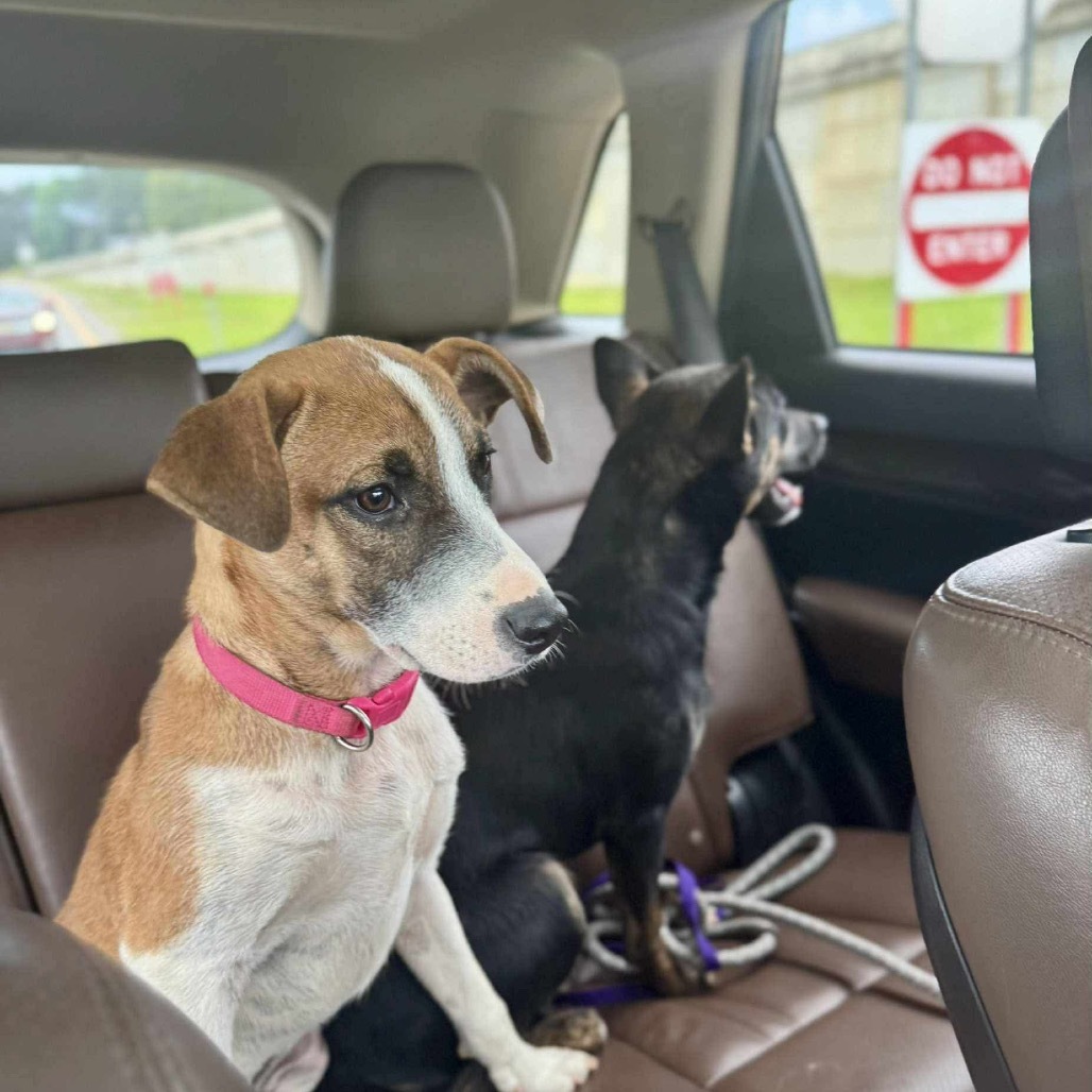 Kimball, an adoptable Black Mouth Cur, Jack Russell Terrier in Wadena, MN, 56482 | Photo Image 2