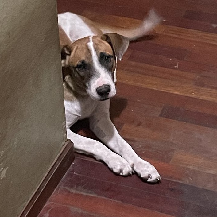 Kimball, an adoptable Black Mouth Cur, Jack Russell Terrier in Wadena, MN, 56482 | Photo Image 3