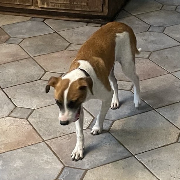 Kimball, an adoptable Black Mouth Cur, Jack Russell Terrier in Wadena, MN, 56482 | Photo Image 4