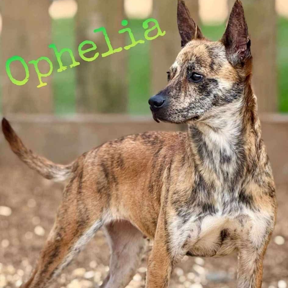 Ophelia