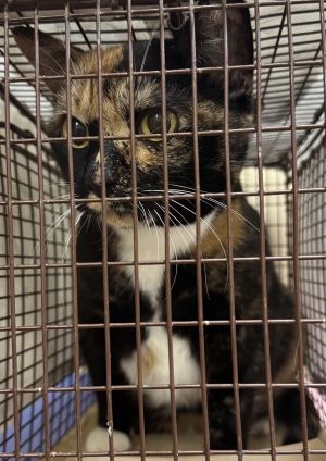 Primary Color Tortoiseshell Weight 106lbs