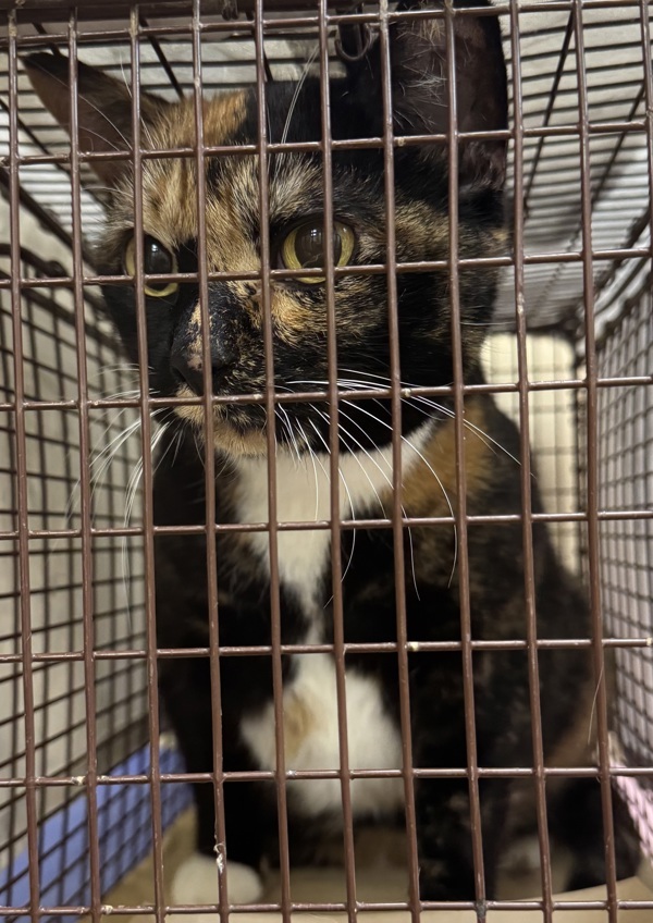 Tori, an adoptable Domestic Short Hair in Spokane Valley, WA, 99212 | Photo Image 1