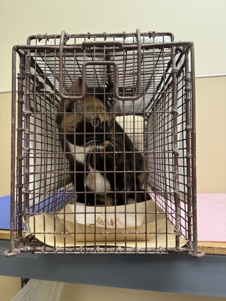 Tori, an adoptable Domestic Short Hair in Spokane Valley, WA, 99212 | Photo Image 2