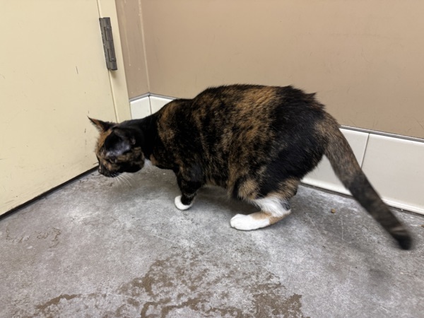 Tori, an adoptable Domestic Short Hair in Spokane Valley, WA, 99212 | Photo Image 3