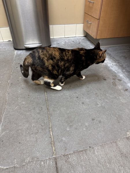 Tori, an adoptable Domestic Short Hair in Spokane Valley, WA, 99212 | Photo Image 4