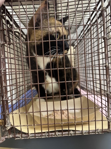 Tori, an adoptable Domestic Short Hair in Spokane Valley, WA, 99212 | Photo Image 5