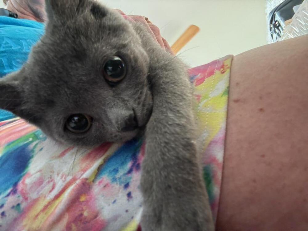 Penny - Lovey Kitten